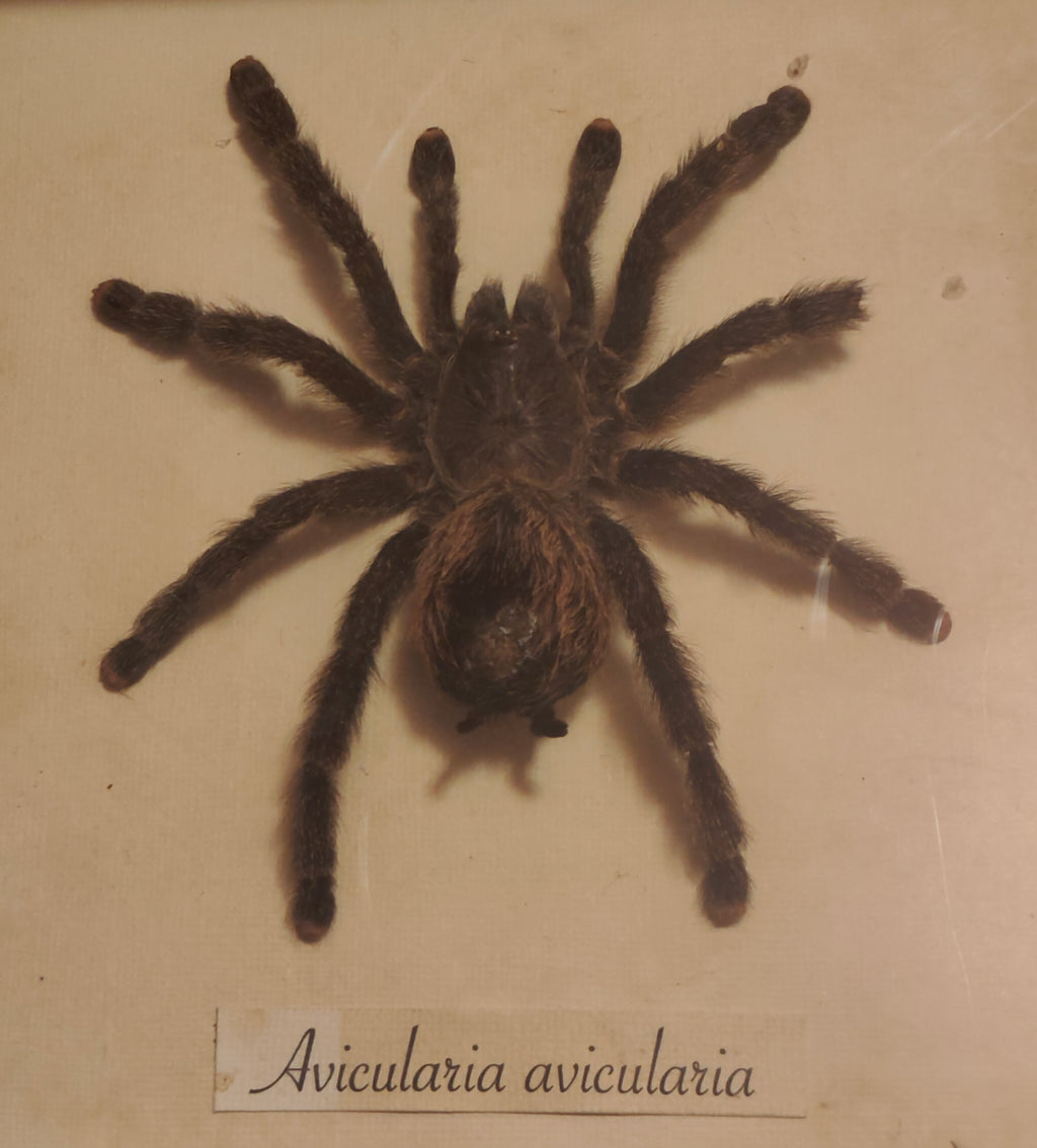 Avicularia avicularia frame