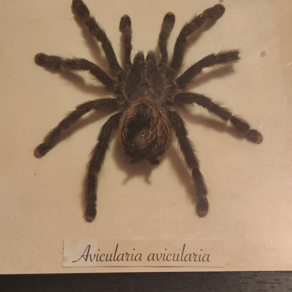Avicularia avicularia frame - Lost archives store - product_name_for_sale - product_name_for_sale_australia - category_name