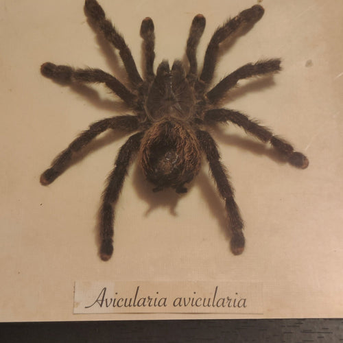 Avicularia avicularia frame - Lost archives store - product_name_for_sale - product_name_for_sale_australia - category_name