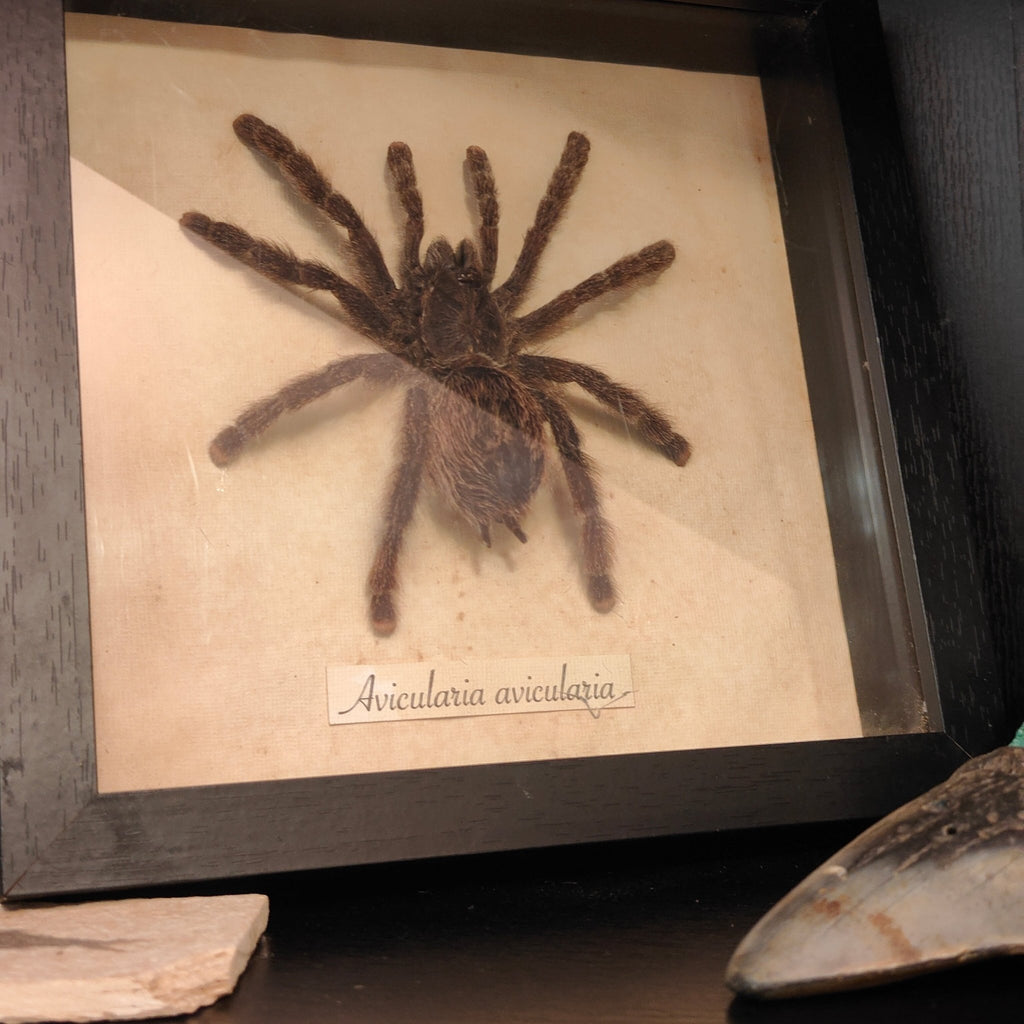 Avicularia avicularia frame - Lost archives store - product_name_for_sale - product_name_for_sale_australia - category_name