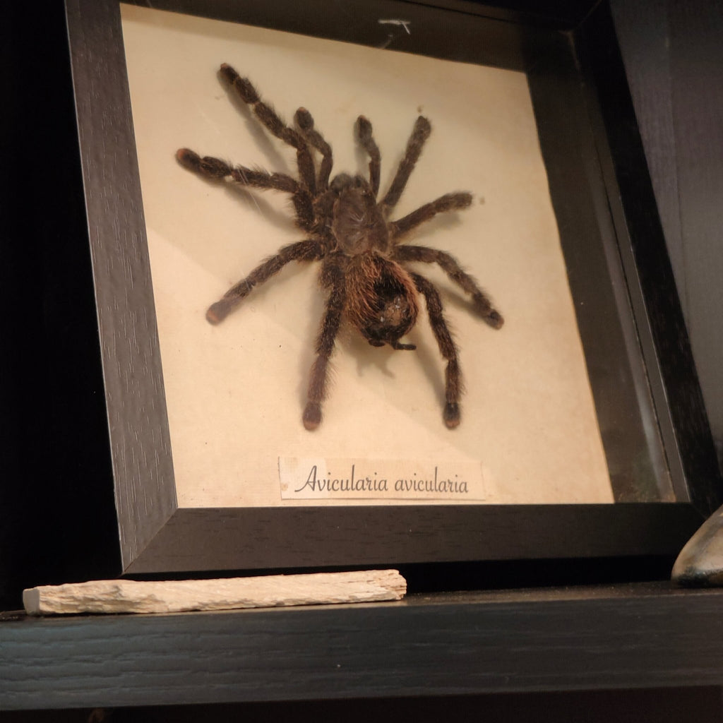 Avicularia avicularia frame - Lost archives store - product_name_for_sale - product_name_for_sale_australia - category_name