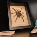 Hysterocrates hercules Frame - Lost archives store - product_name_for_sale - product_name_for_sale_australia - category_name