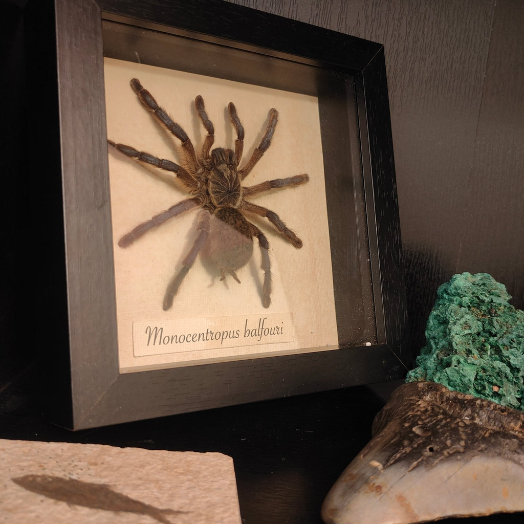Monocentropus Balfouri frame - Lost archives store - product_name_for_sale - product_name_for_sale_australia - category_name