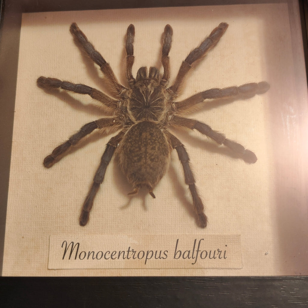 Monocentropus Balfouri frame - Lost archives store - product_name_for_sale - product_name_for_sale_australia - category_name
