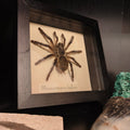 Monocentropus Balfouri frame - Lost archives store - product_name_for_sale - product_name_for_sale_australia - category_name