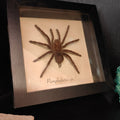 Pamphobetus sp. frame - Lost archives store - product_name_for_sale - product_name_for_sale_australia - category_name