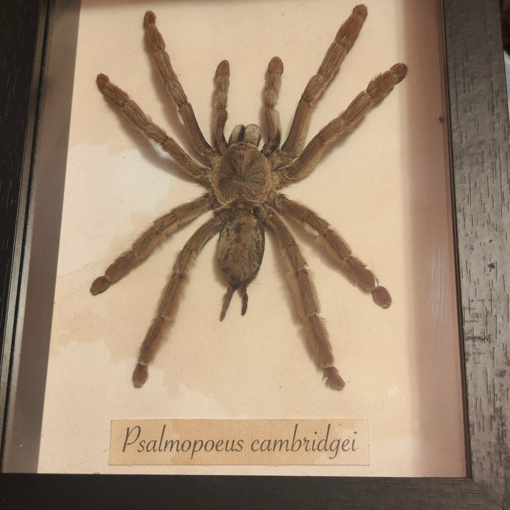 Psalmopoeus cambridgei frame - Lost archives store - product_name_for_sale - product_name_for_sale_australia - category_name
