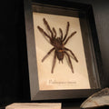 Psalmopoeus irminia Frame - Lost archives store - product_name_for_sale - product_name_for_sale_australia - category_name