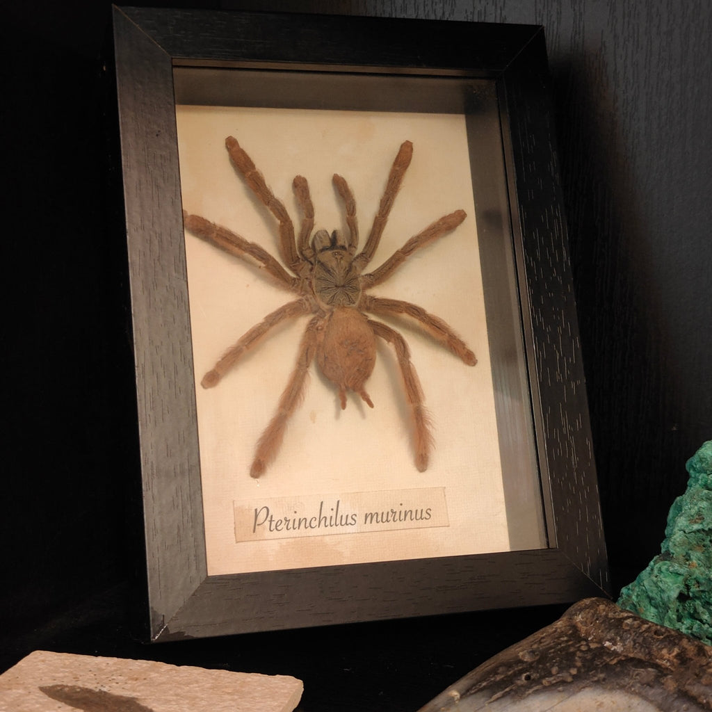 Pterinchilus murinus Frame - Lost archives store - product_name_for_sale - product_name_for_sale_australia - category_name