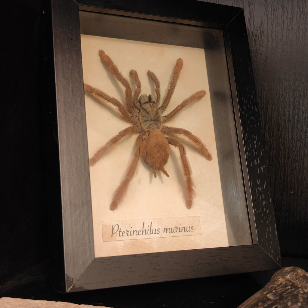 Pterinchilus murinus Frame - Lost archives store - product_name_for_sale - product_name_for_sale_australia - category_name