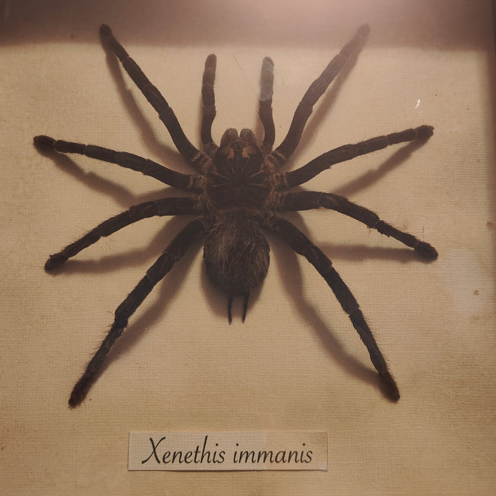 Xenethis immanis frame - Lost archives store - product_name_for_sale - product_name_for_sale_australia - category_name