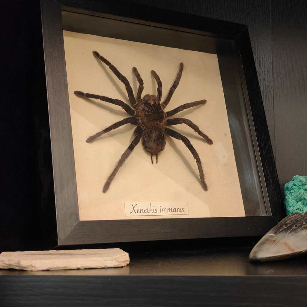 Xenethis immanis frame - Lost archives store - product_name_for_sale - product_name_for_sale_australia - category_name