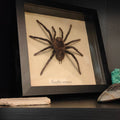 Xenethis immanis frame - Lost archives store - product_name_for_sale - product_name_for_sale_australia - category_name