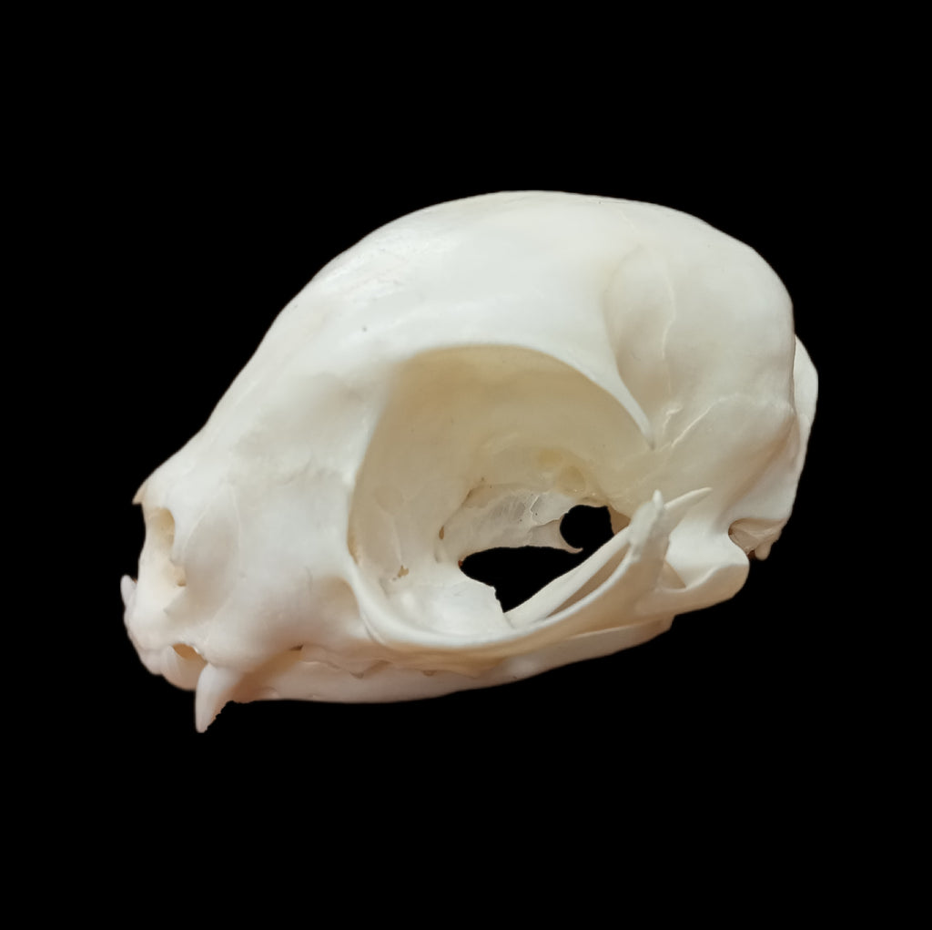 Donskoy skull