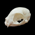 Donskoy skull