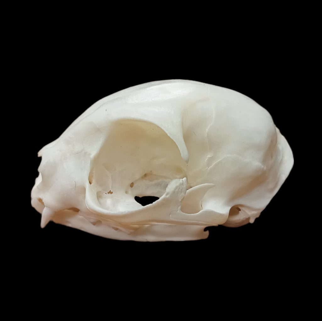 Donskoy skull
