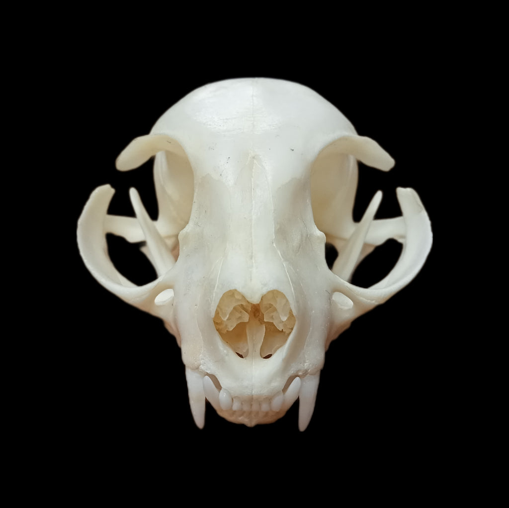 Donskoy skull