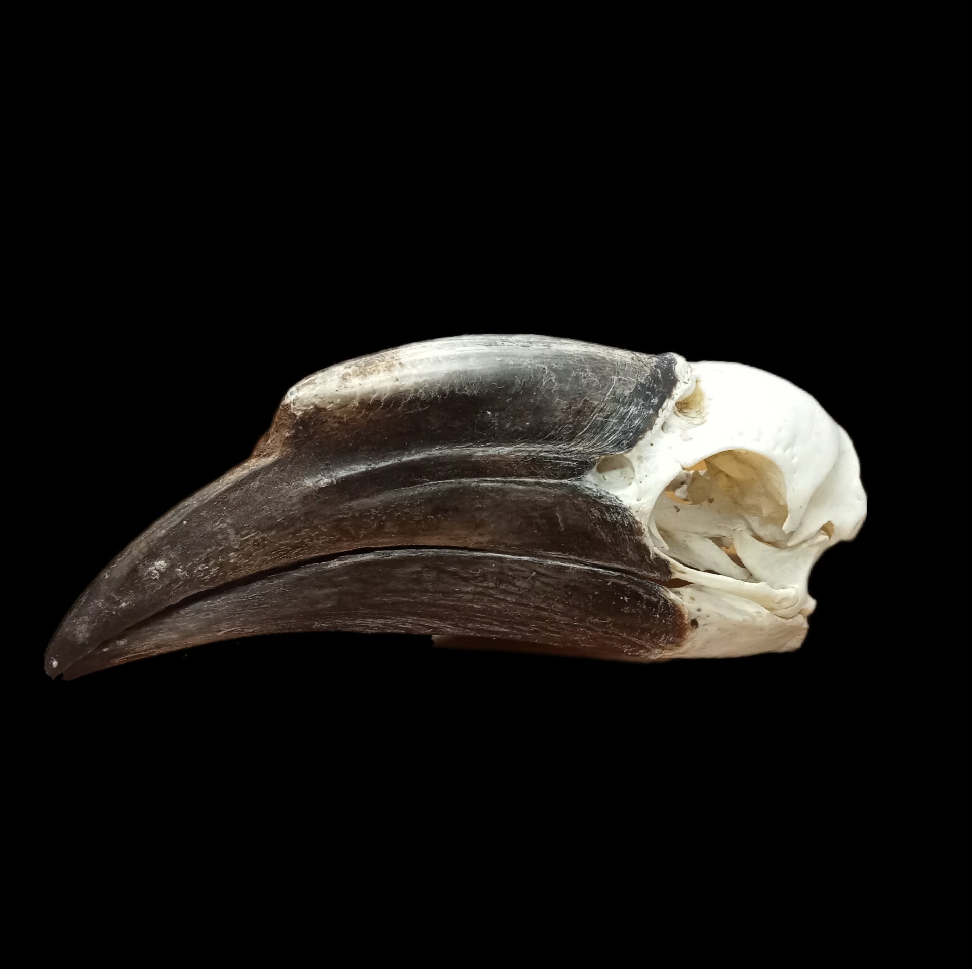 Female Black Casqued Hornbill skull