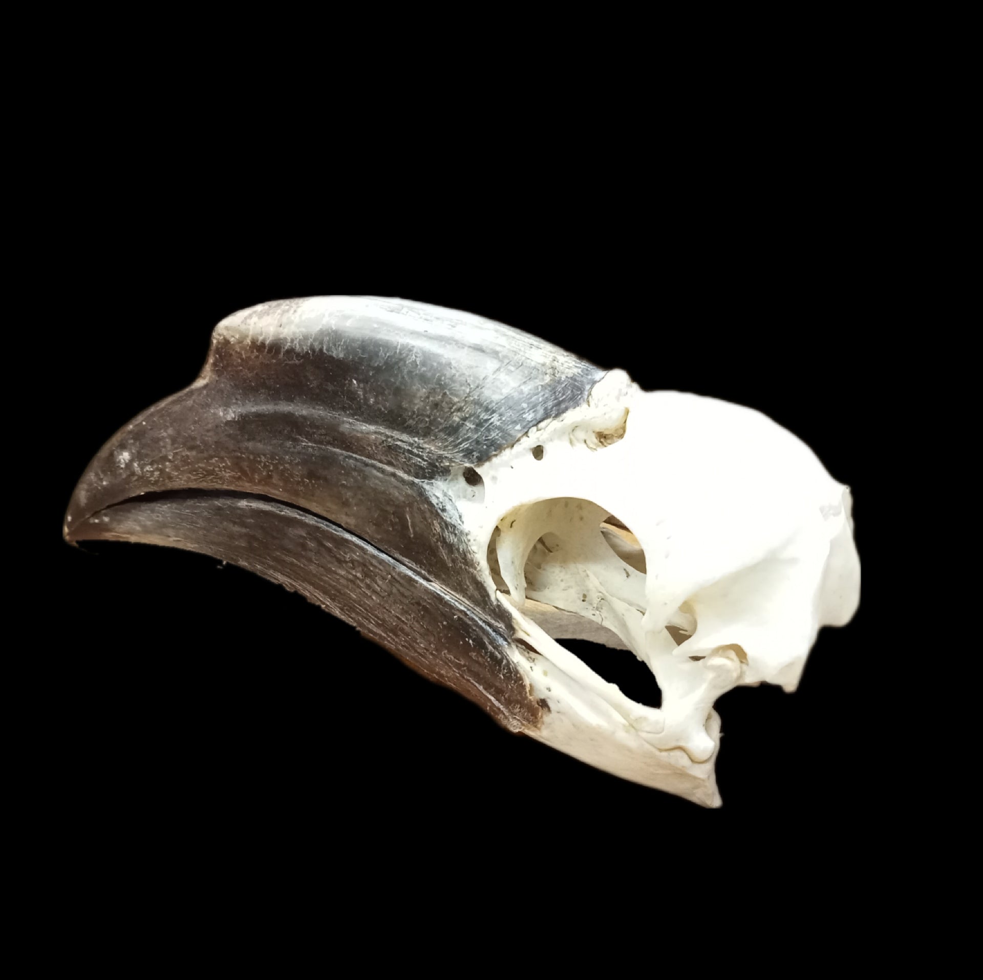 Female Black Casqued Hornbill skull
