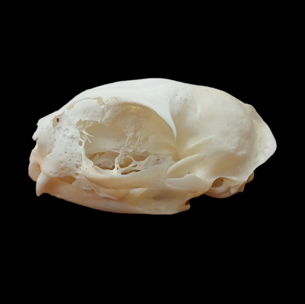 Pathological Abyssinian Cat Skull