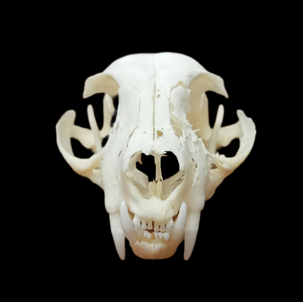 Pathological Abyssinian Cat Skull