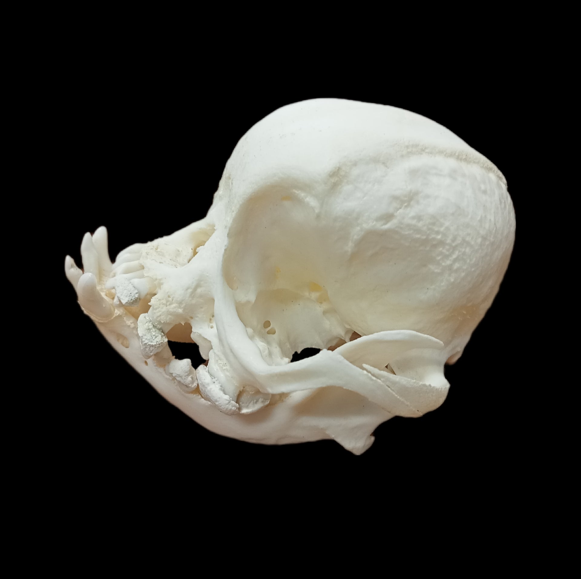 Pekingese Skull