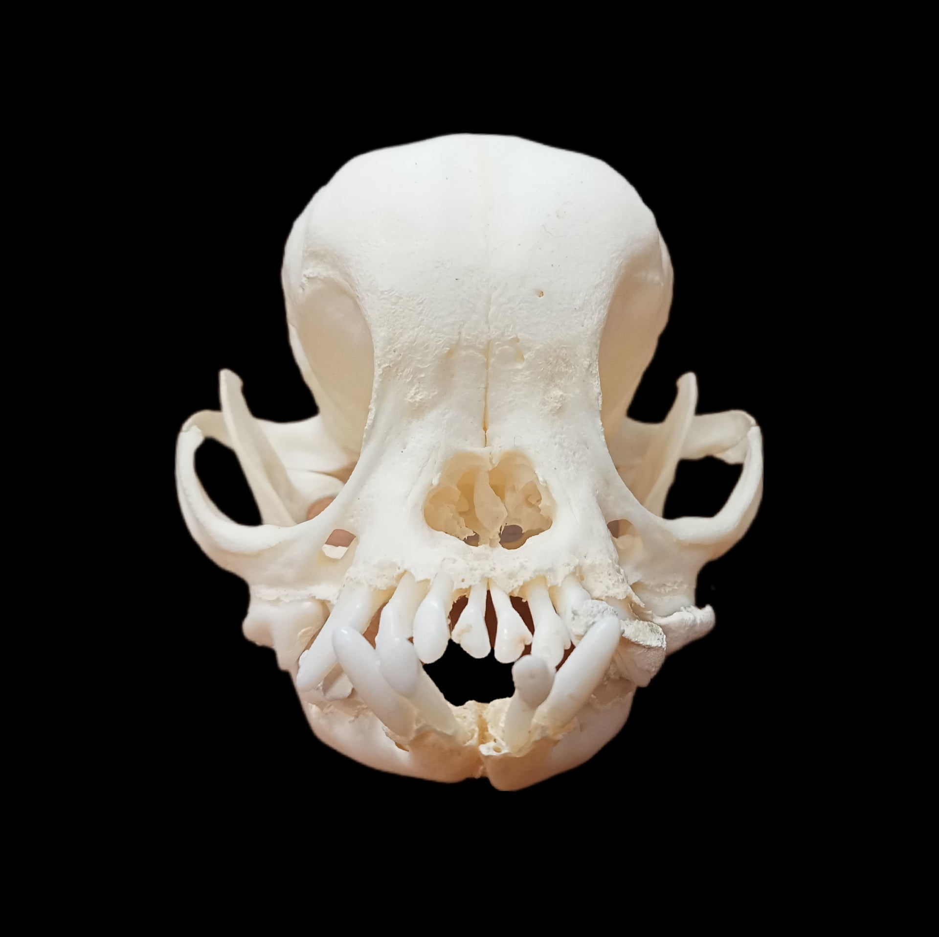 Pekingese Skull
