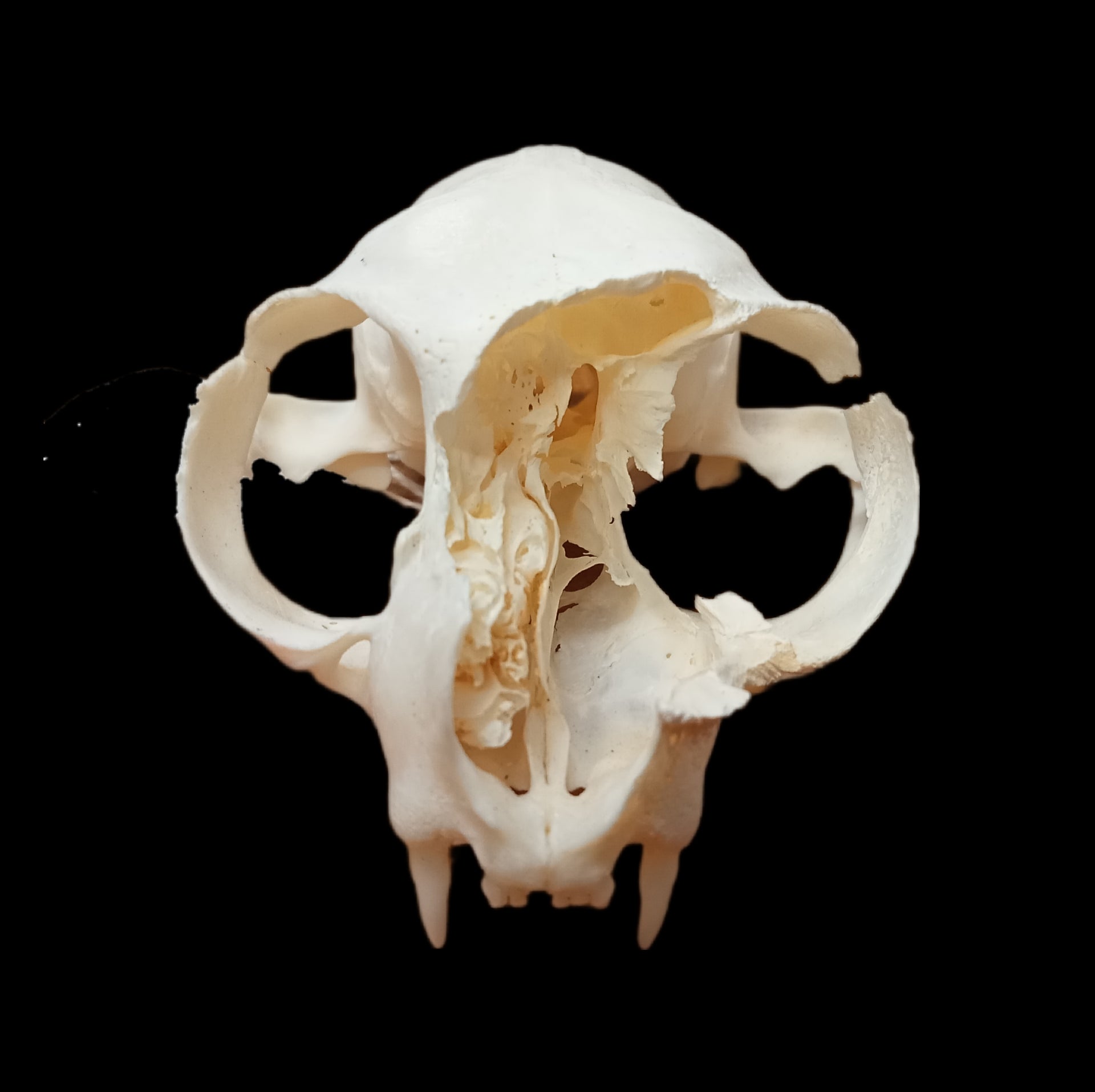 Cat Eroded Face skull