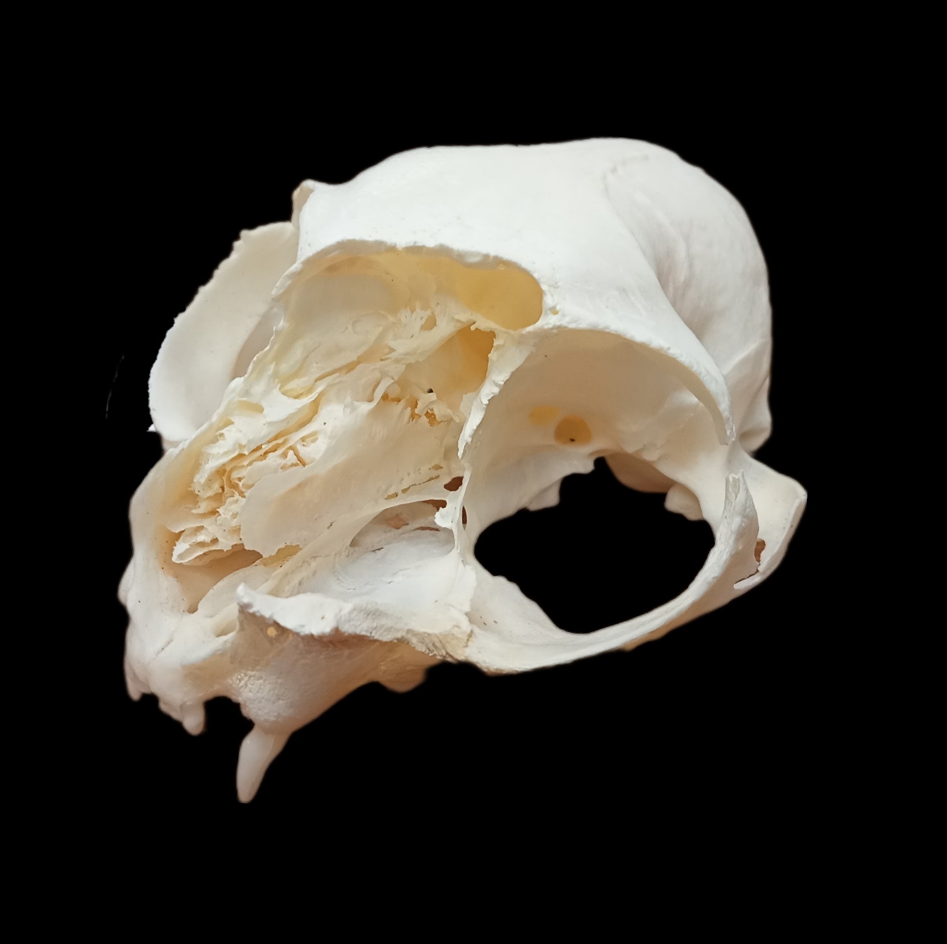 Cat Eroded Face skull