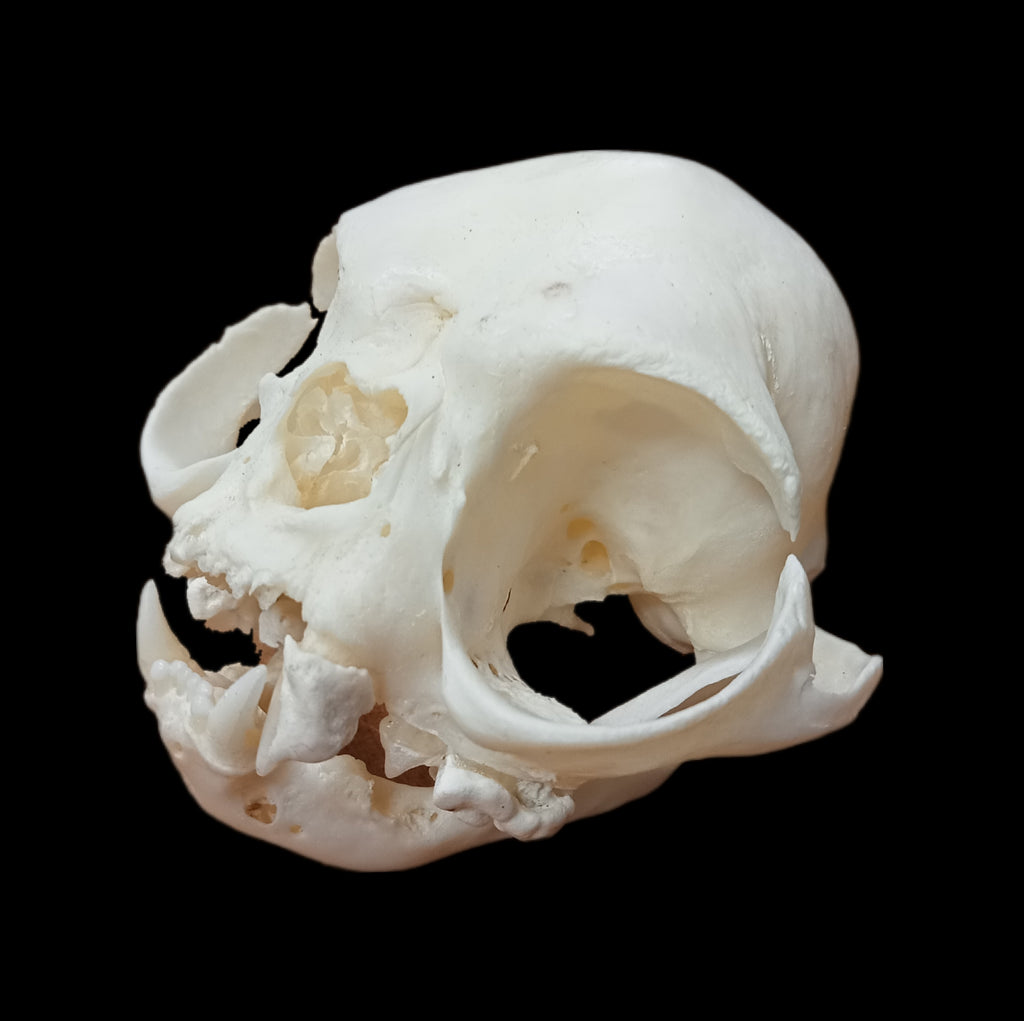 persian cat extreme skull