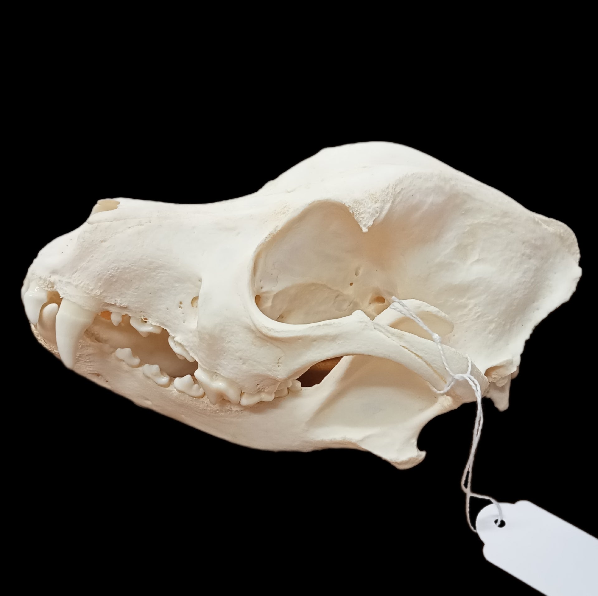 Shar pei Skull