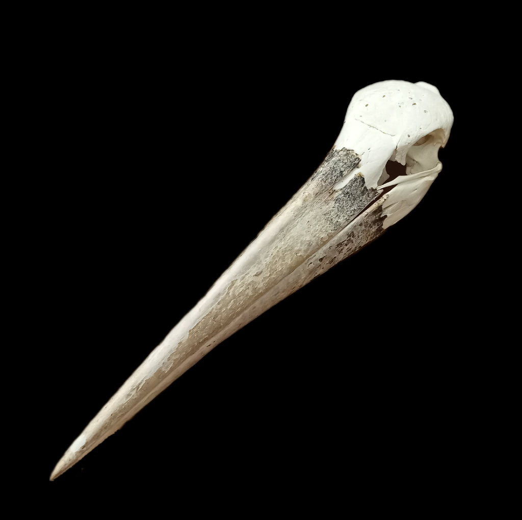 Marabou Stork Skull