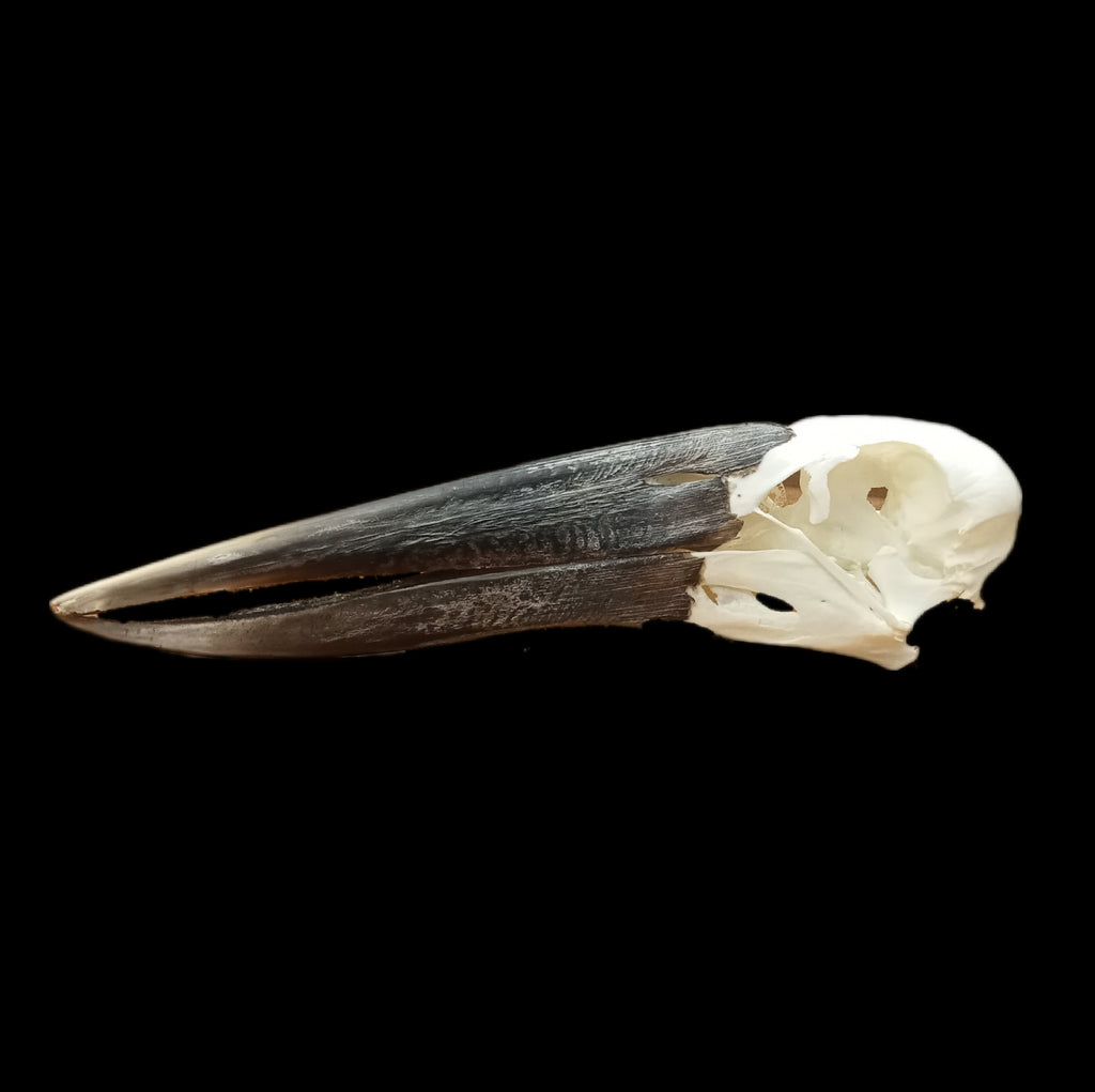 Open Billed Stork Skull