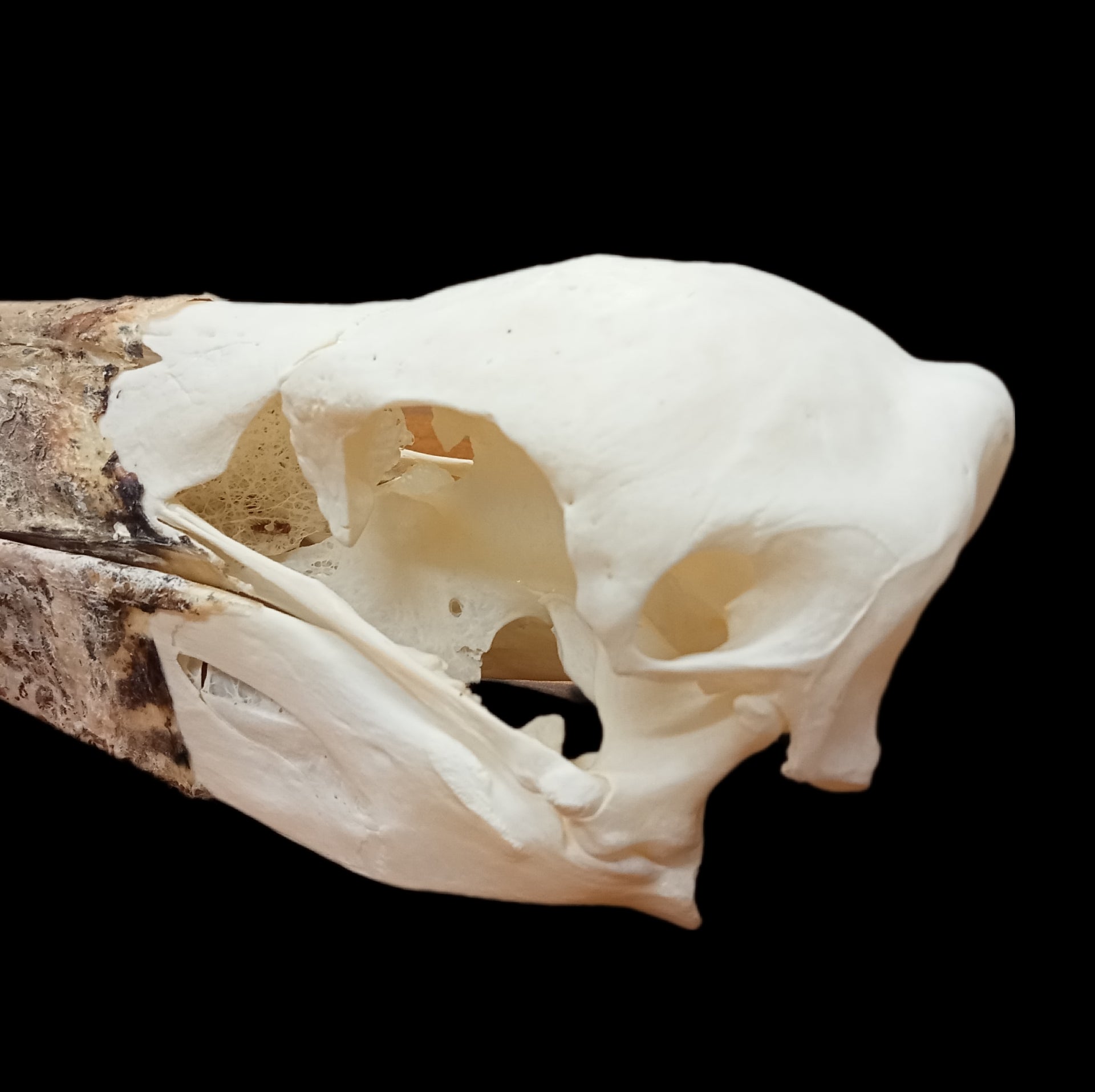 Marabou Stork Skull