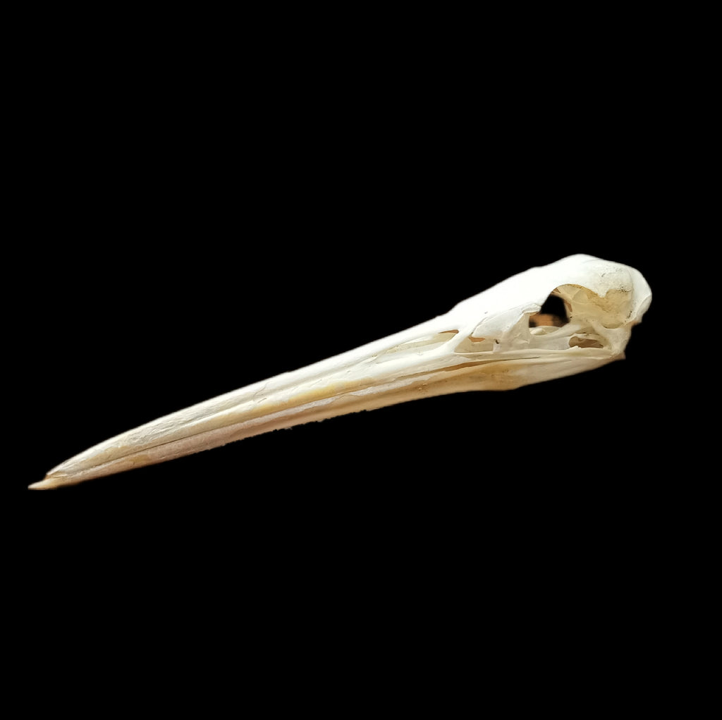 Great Egret Skull