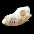 Eastern Coyote skull