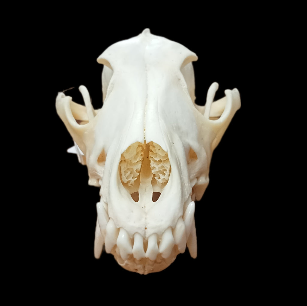 Eastern Coyote skull