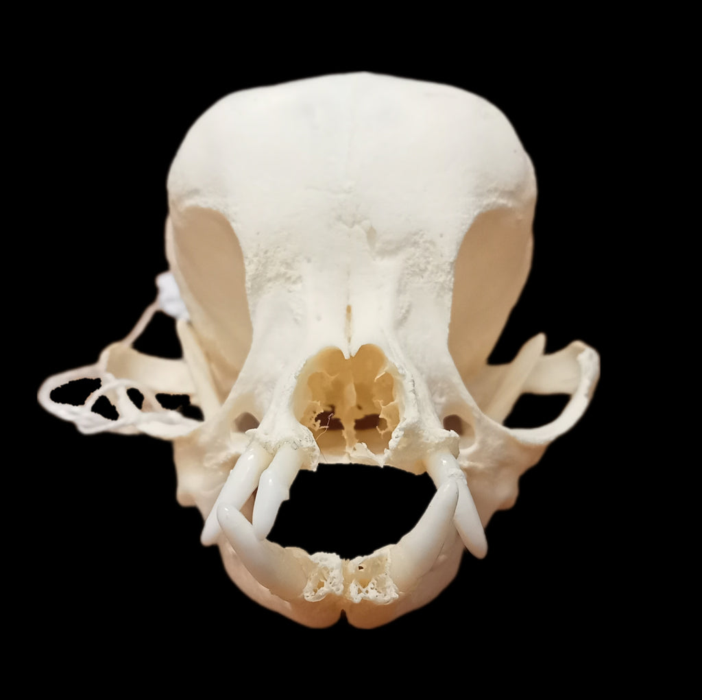 Chihuahua skull