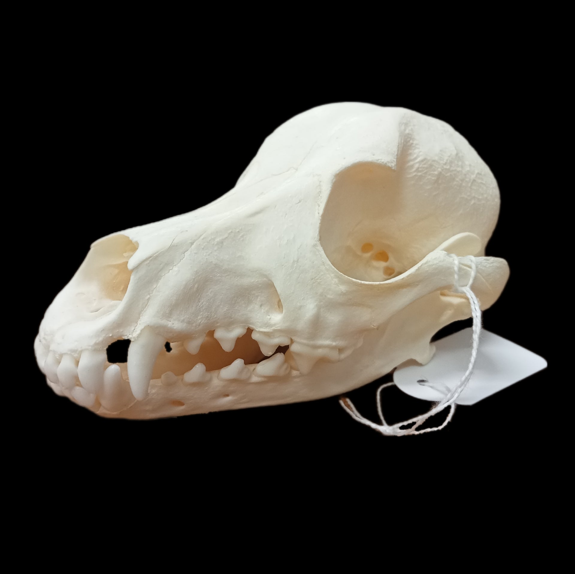 Weiner Dog Skull