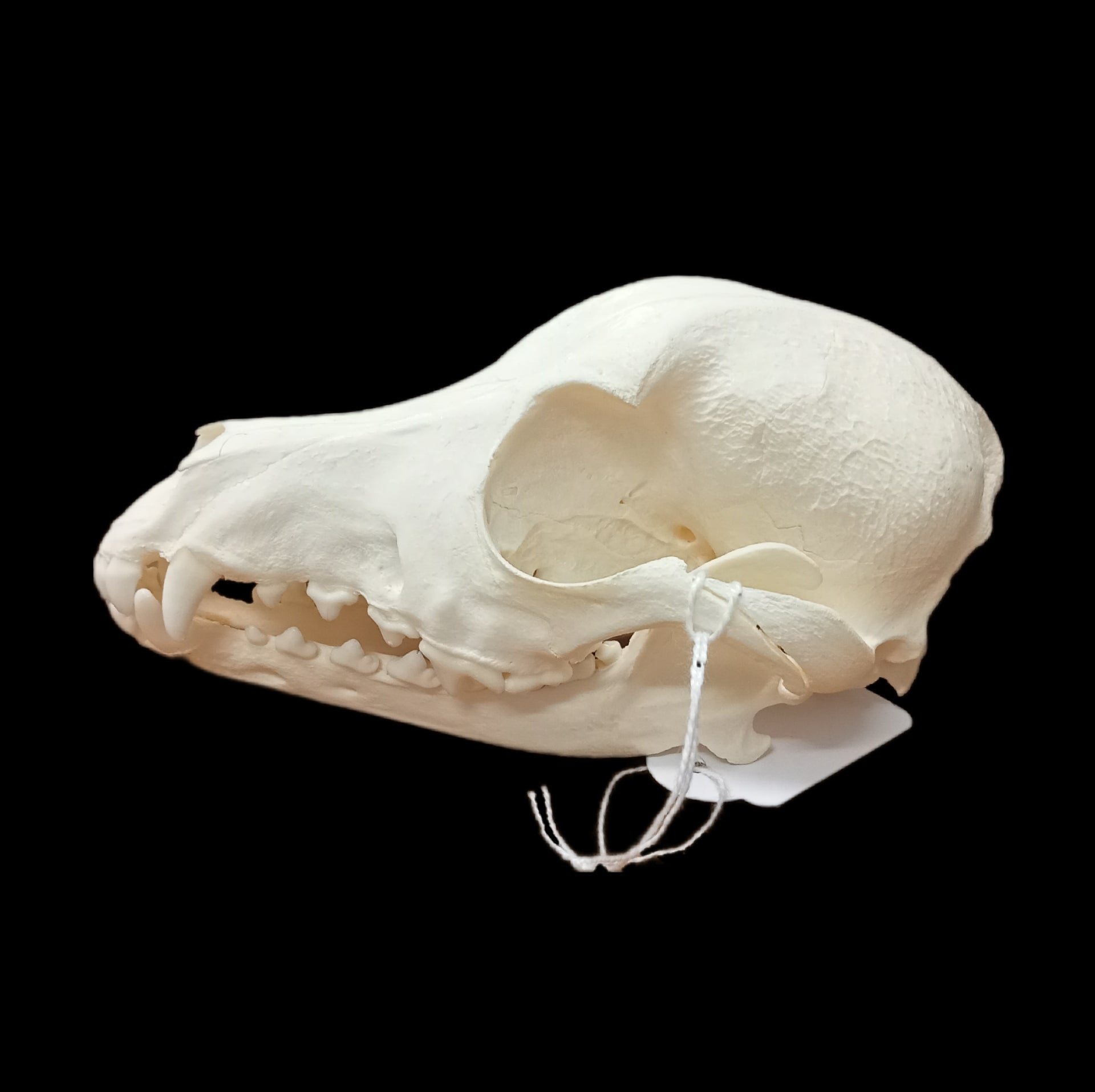Weiner Dog Skull