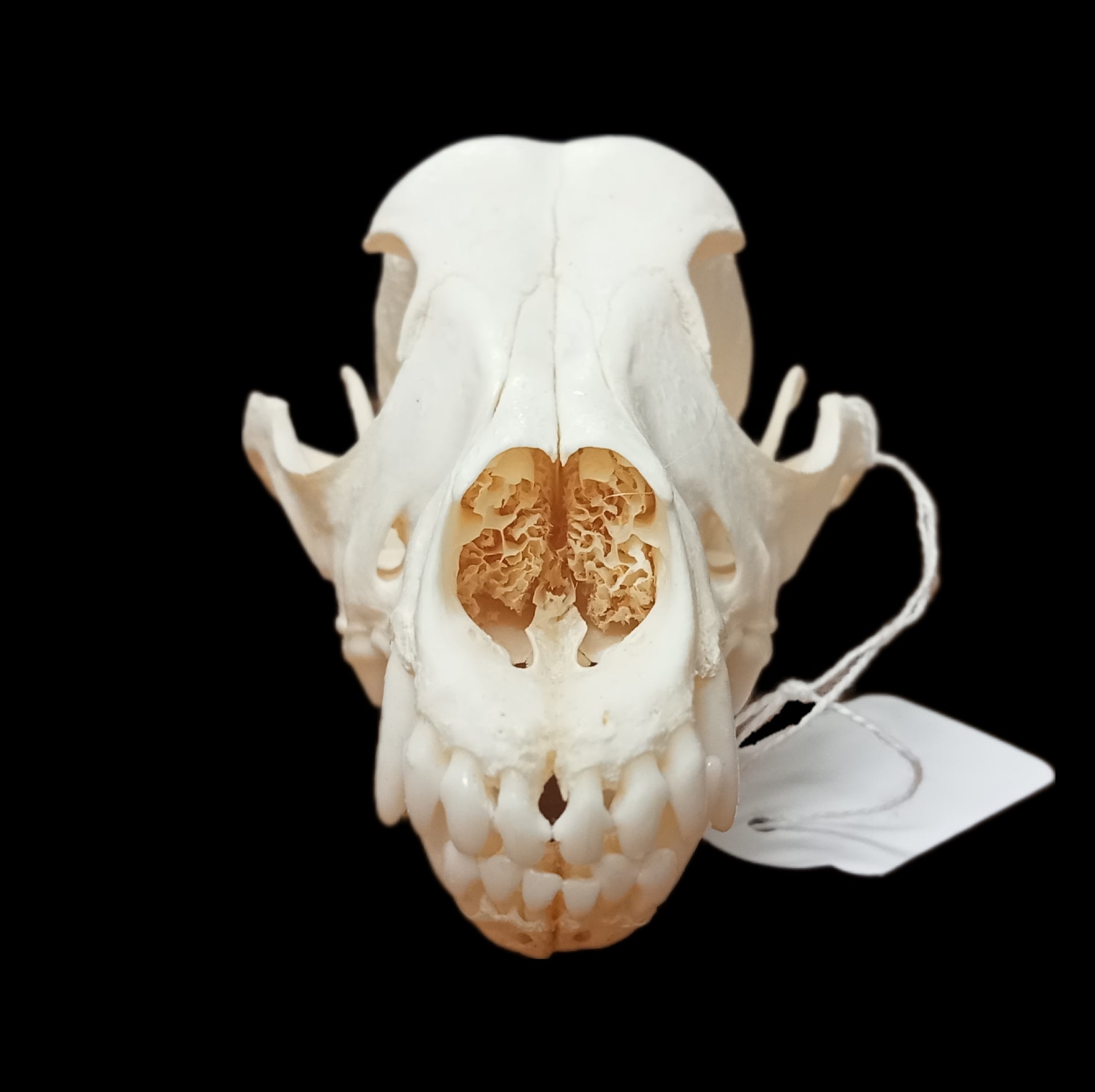 Weiner Dog Skull