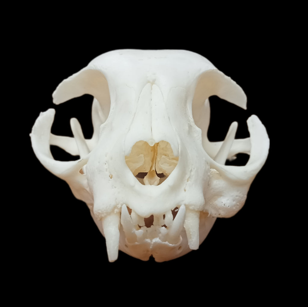 Scottish Fold cat skull pathological