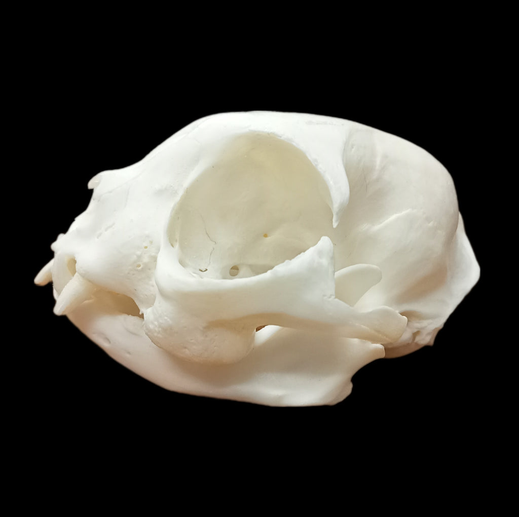 Scottish Fold cat skull pathological