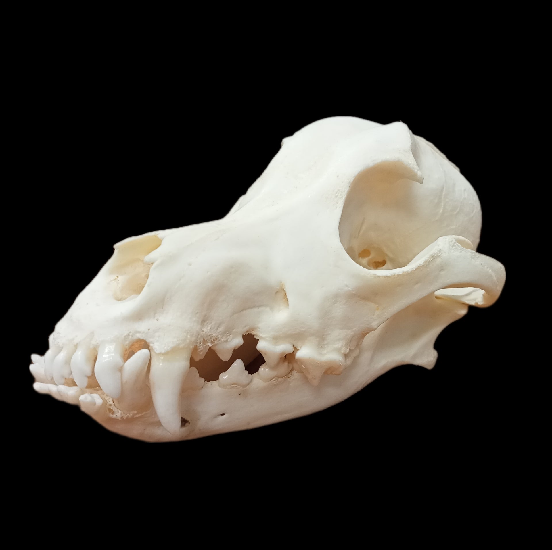 Samoyed Dog skull