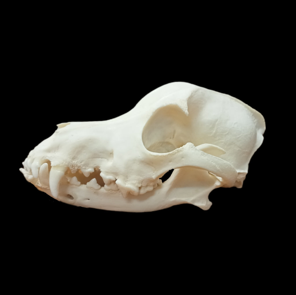 Samoyed Dog skull