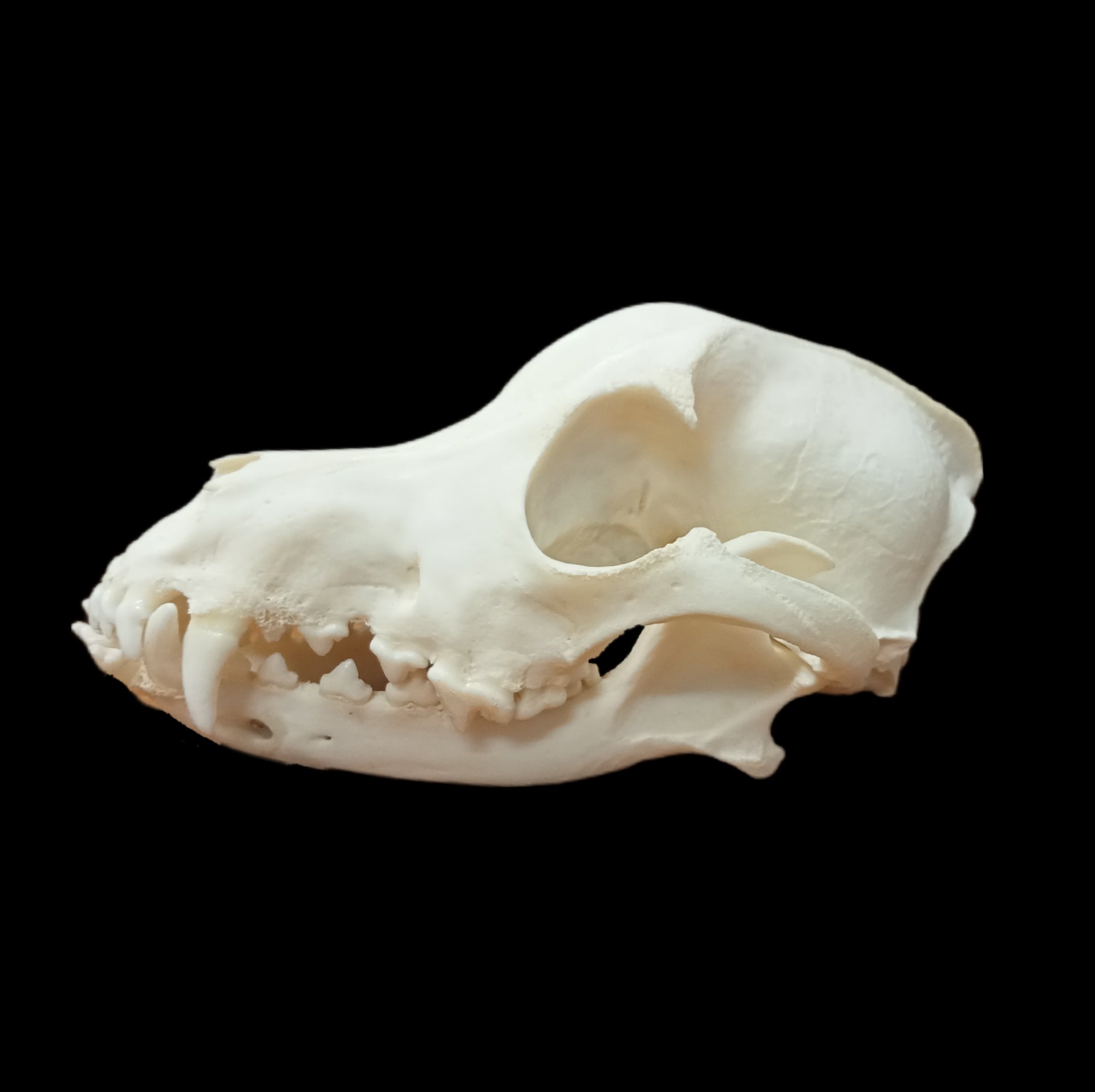 Samoyed Dog skull