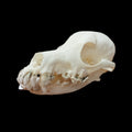 Toy poodle skull