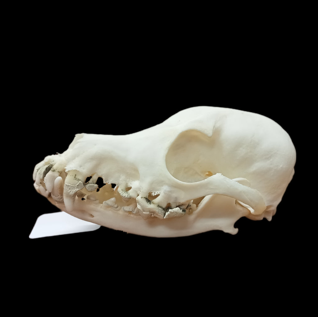 Toy poodle skull