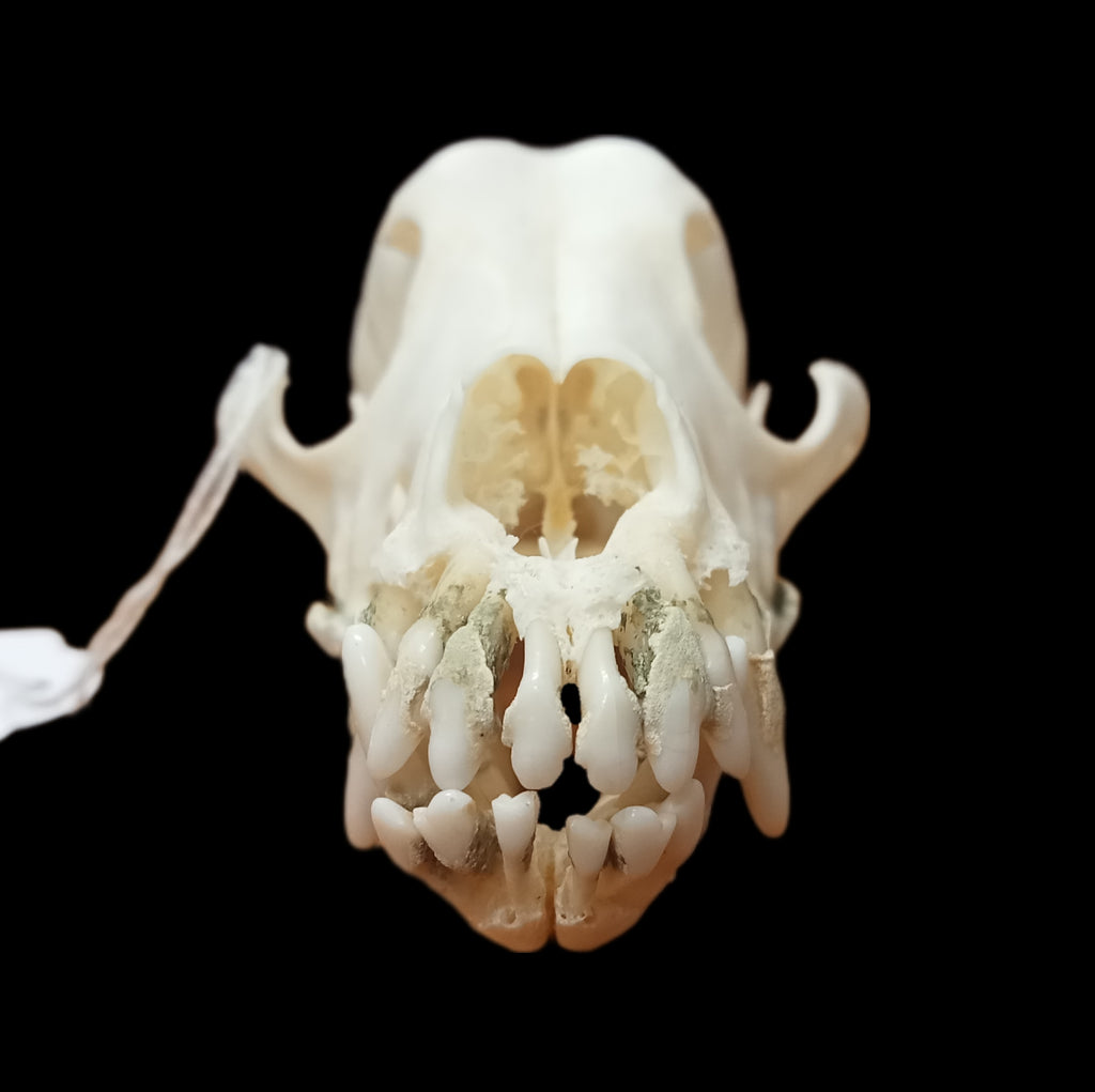 Toy poodle skull