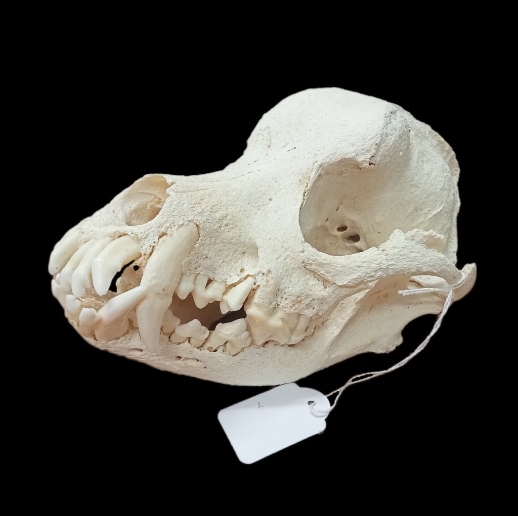 Rottweiler skull